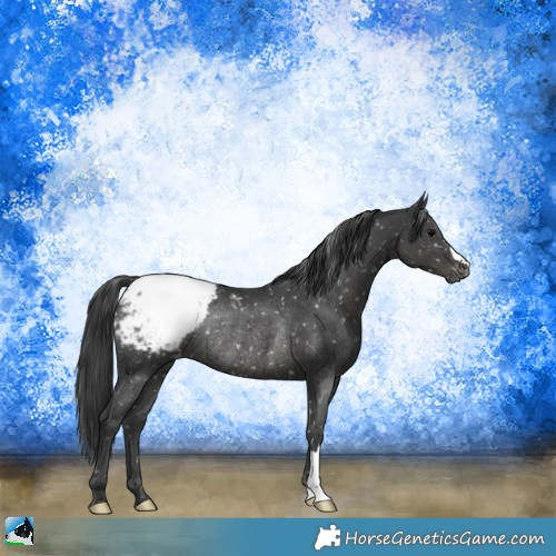 Horse Color:Black Appaloosa Rabicano 