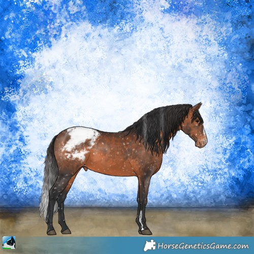 Horse Color:Brown Sabino Appaloosa 
