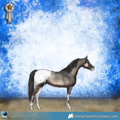 Horse Color:Blue Onyx Appaloosa Rabicano 