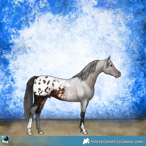 Horse Color:Brown Ice Mushroom Appaloosa 