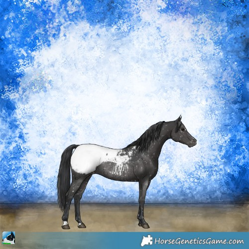 Horse Color:Black Appaloosa Rabicano 