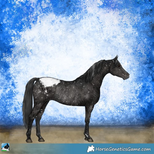 Horse Color:Black Ice Appaloosa Rabicano 