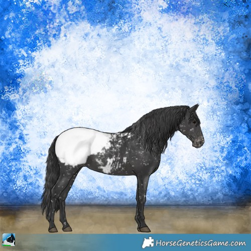 Horse Color:Black Appaloosa 