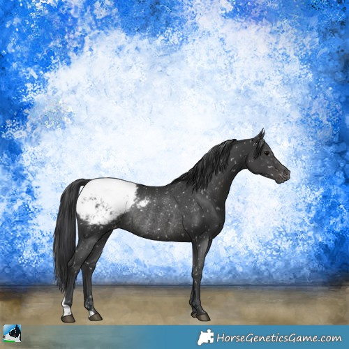 Horse Color:Black Mushroom Appaloosa Rabicano 