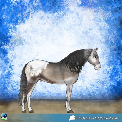 Horse Color:Blue Onyx Appaloosa 