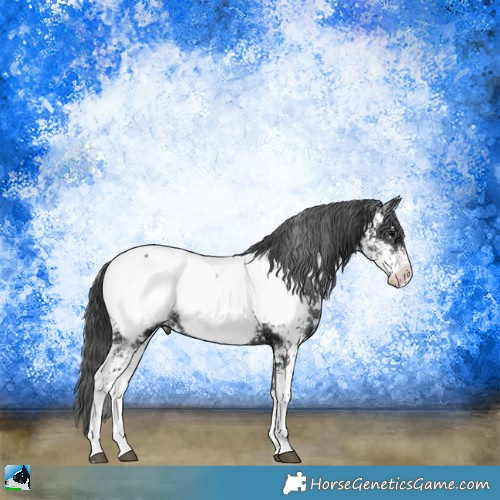 Horse Color:Black Ice Sabino Appaloosa Rabicano 