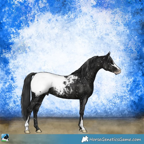 Horse Color:Black Ice Sabino Appaloosa Rabicano 