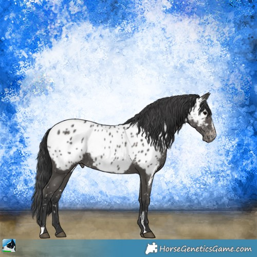 Horse Color:Black Sabino Appaloosa Rabicano 