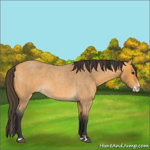 Horse Color:Buckskin Roan Splash 
