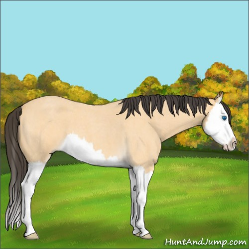 Horse Color:Buckskin Roan Splash 