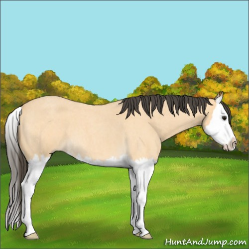 Horse Color:Buckskin Roan Splash 