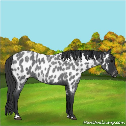 Horse Color:Blue Roan Appaloosa 