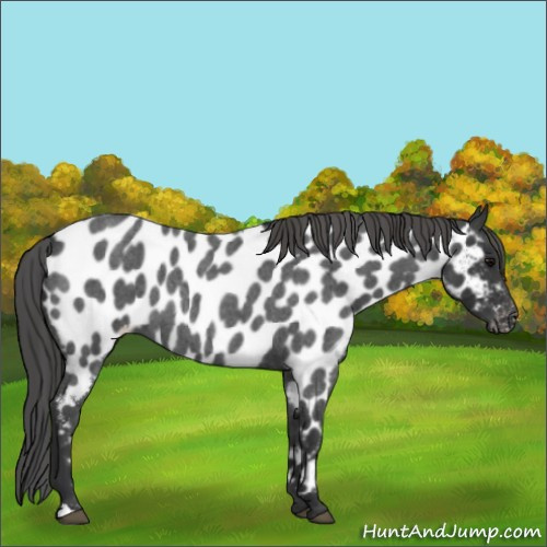 Horse Color:Blue Roan Appaloosa 