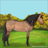 Horse Color:Bay Dun  and Bay Dun 