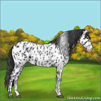 Horse Color:Black Near Leopard and Black Near Leopard