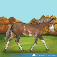 Horse Color:Chocolate Palomino Sabino Splash