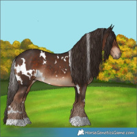 Horse Color:White Spotted Liver Chestnut Rabicano 
