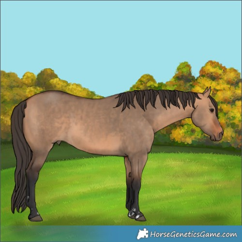 Horse Color:Bay Dun  and Bay Dun 