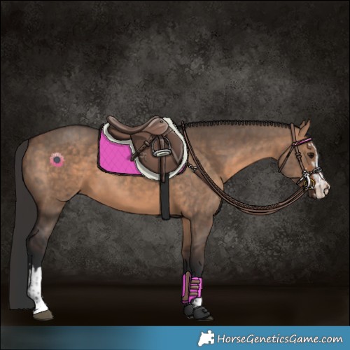 Horse Color:Brown Dun and Bay Dun