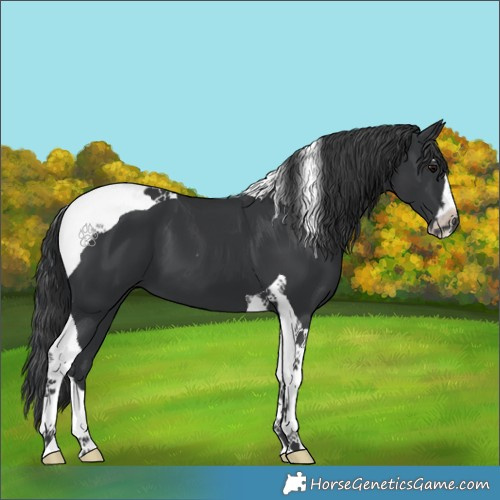 Horse Color:Black Sabino Tobiano 