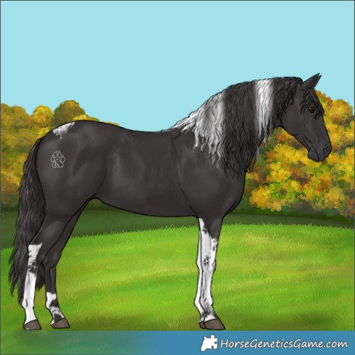 Horse Color:Smoky Black Tobiano 