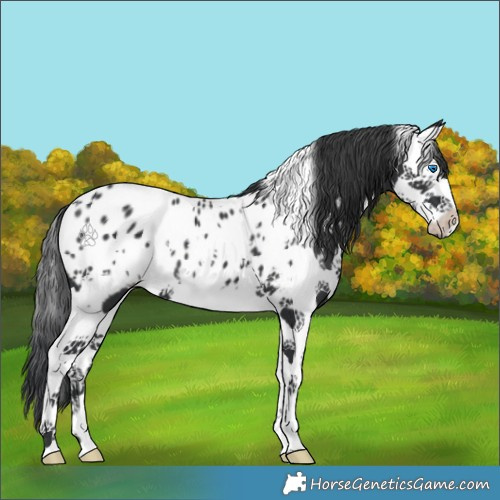 Horse Color:White Spotted Black Splash Appaloosa 