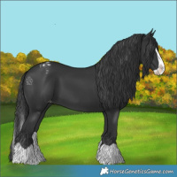 Horse Color:Black Splash Appaloosa 
