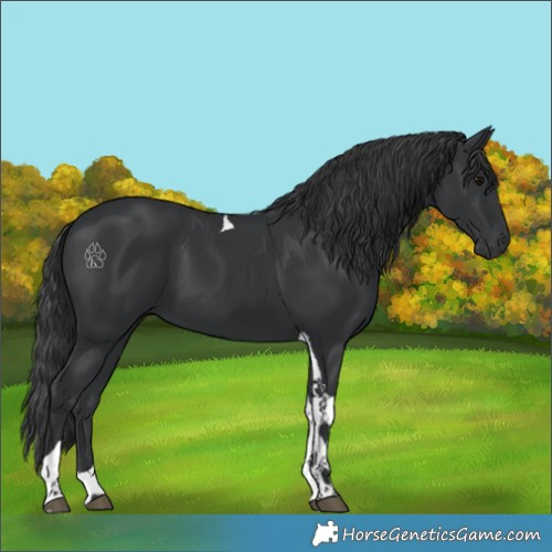 Horse Color:Black Tobiano 