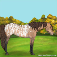 Horse Color:Bay Dun  and Bay Dun Appaloosa 