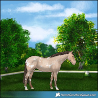 Horse Color:White Spotted Amber Champagne Roan