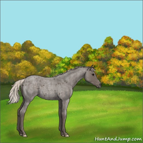 Horse Color:Silver Blue Roan 