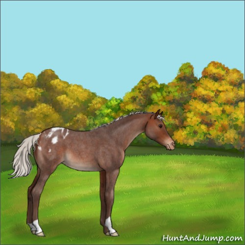 Horse Color:Silver Brown Roan Appaloosa