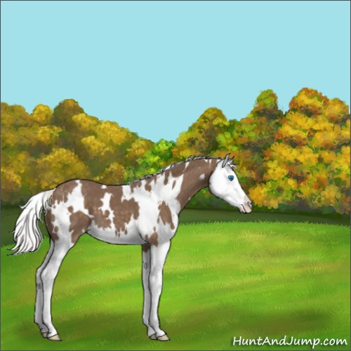 Horse Color:White Spotted Silver Smoky Black Splash 