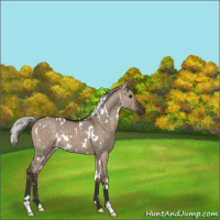 Horse Color:White Spotted Silver Brown Dun 