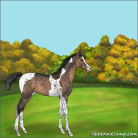 Horse Color:Brown Dun Splash Tobiano 