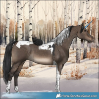 Horse Color:Brown Dun Tobiano 