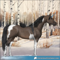 Horse Color:Brown Dun Tobiano