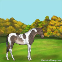 Horse Color:Brown Dun Tobiano Rabicano 