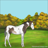 Horse Color:Brown Dun Splash Tobiano 