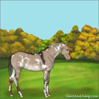 Horse Color:White Spotted Liver Red Dun 
