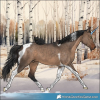 Horse Color:Brown Dun Tobiano 