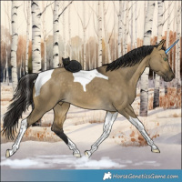 Horse Color:Buckskin Dun Tobiano 