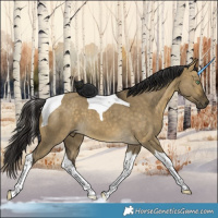 Horse Color:Buckskin Dun Tobiano