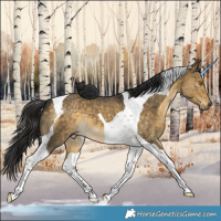 Horse Color:Buckskin Dun Tobiano 