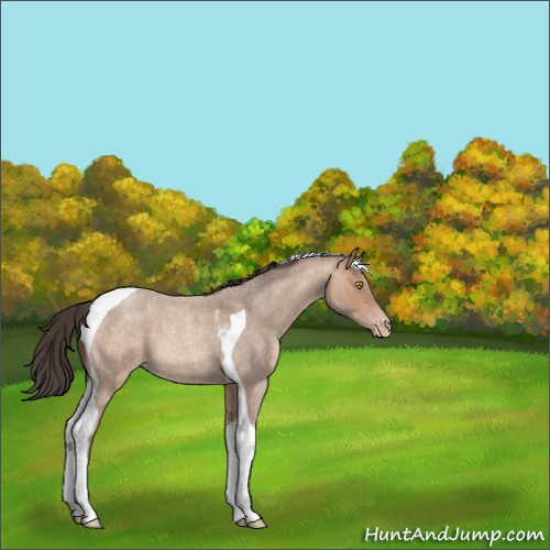 Horse Color:Amber Champagne Roan Tobiano 