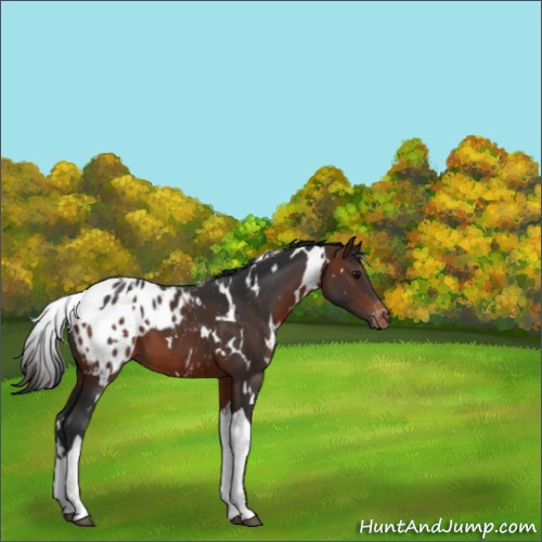Horse Color:White Spotted Brown Tobiano Appaloosa 
