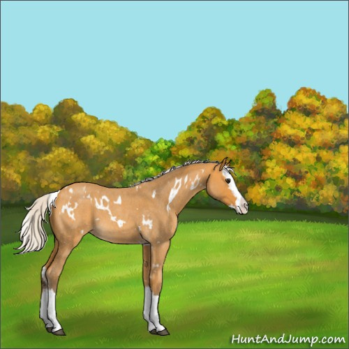 Horse Color:White Spotted Silver Buckskin Roan Splash 