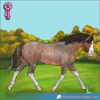 Horse Color:Bay Roan Splash Rabicano 
