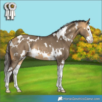 Horse Color:White Spotted Buckskin Dun Splash Rabicano 