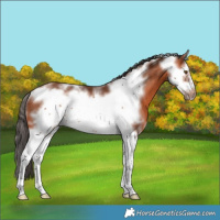 Horse Color:White Spotted Bay Splash Frame Rabicano 